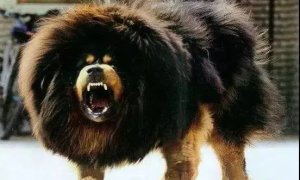 事关犬类禁养！深圳新增14种烈性犬