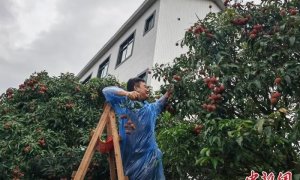 “中国荔乡”广东茂名迟熟荔枝价格飙升