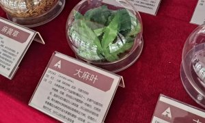 东莞警方联合多地打击跨省吸贩大麻团伙！27人落网
