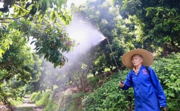广州荔枝今年产量约6万吨，“荔枝赏味图”发布