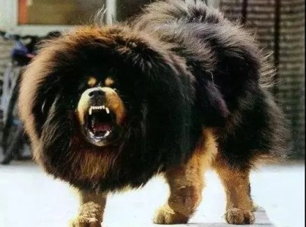 事关犬类禁养！深圳新增14种烈性犬