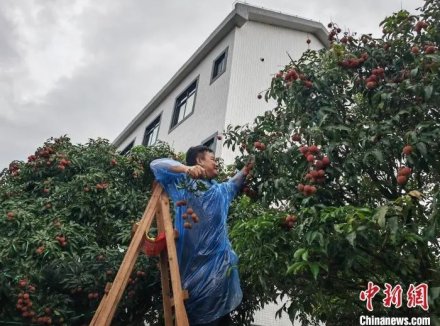 “中国荔乡”广东茂名迟熟荔枝价格飙升