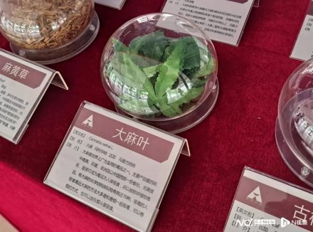 东莞警方联合多地打击跨省吸贩大麻团伙！27人落网