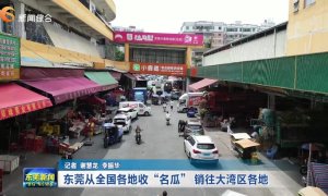 东莞从全国各地收“名瓜” 销往大湾区各地